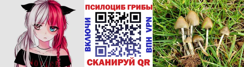 дарнет шоп  Пошехонье  Псилоцибиновые грибы мухоморы 